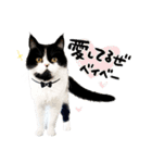 猫のハムスケ__Vo.1（個別スタンプ：8）