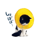 猫のハムスケ__Vo.1（個別スタンプ：9）