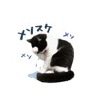 猫のハムスケ__Vo.1（個別スタンプ：10）