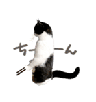 猫のハムスケ__Vo.1（個別スタンプ：12）