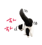 猫のハムスケ__Vo.1（個別スタンプ：13）