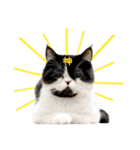 猫のハムスケ__Vo.1（個別スタンプ：14）
