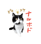 猫のハムスケ__Vo.1（個別スタンプ：15）