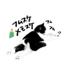 猫のハムスケ__Vo.1（個別スタンプ：16）
