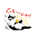 猫のハムスケ__Vo.1（個別スタンプ：17）
