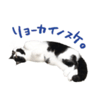 猫のハムスケ__Vo.1（個別スタンプ：21）