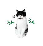 猫のハムスケ__Vo.1（個別スタンプ：23）