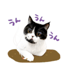 猫のハムスケ__Vo.1（個別スタンプ：24）