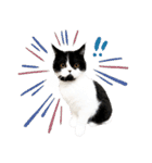 猫のハムスケ__Vo.1（個別スタンプ：25）