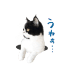 猫のハムスケ__Vo.1（個別スタンプ：26）