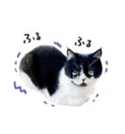 猫のハムスケ__Vo.1（個別スタンプ：27）