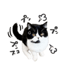 猫のハムスケ__Vo.1（個別スタンプ：28）
