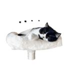 猫のハムスケ__Vo.1（個別スタンプ：34）