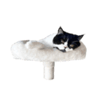 猫のハムスケ__Vo.1（個別スタンプ：35）