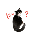 猫のハムスケ__Vo.1（個別スタンプ：37）