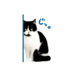 猫のハムスケ__Vo.1（個別スタンプ：39）