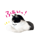 猫のハムスケ__Vo.1（個別スタンプ：40）