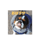 キャバリア ミル（個別スタンプ：1）