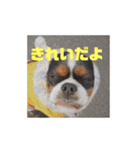 キャバリア ミル（個別スタンプ：4）
