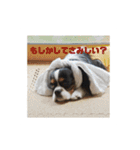 キャバリア ミル（個別スタンプ：9）