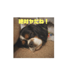 キャバリア ミル（個別スタンプ：21）