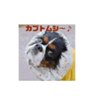 キャバリア ミル（個別スタンプ：22）