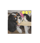 キャバリア ミル（個別スタンプ：26）