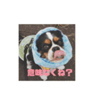 キャバリア ミル（個別スタンプ：29）