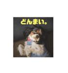 キャバリア ミル（個別スタンプ：31）