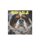 キャバリア ミル（個別スタンプ：33）