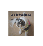 キャバリア ミル（個別スタンプ：34）