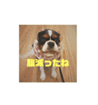 キャバリア ミル（個別スタンプ：37）