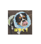 キャバリア ミル（個別スタンプ：38）