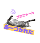 love＆peace 猫の気持ち（個別スタンプ：2）