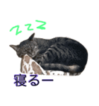 love＆peace 猫の気持ち（個別スタンプ：4）