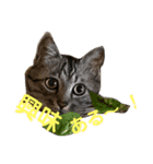 love＆peace 猫の気持ち（個別スタンプ：7）