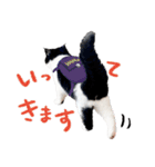猫のハムスケ__Vo.2（個別スタンプ：5）