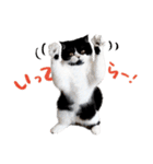 猫のハムスケ__Vo.2（個別スタンプ：6）