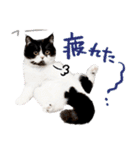 猫のハムスケ__Vo.2（個別スタンプ：8）
