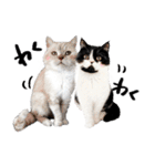 猫のハムスケ__Vo.2（個別スタンプ：9）