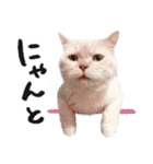猫のハムスケ__Vo.2（個別スタンプ：11）