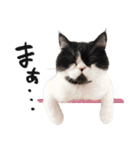 猫のハムスケ__Vo.2（個別スタンプ：12）