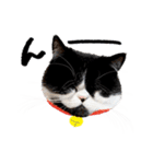 猫のハムスケ__Vo.2（個別スタンプ：14）