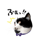 猫のハムスケ__Vo.2（個別スタンプ：16）