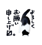 猫のハムスケ__Vo.2（個別スタンプ：17）