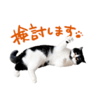 猫のハムスケ__Vo.2（個別スタンプ：18）