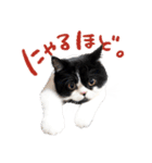 猫のハムスケ__Vo.2（個別スタンプ：19）
