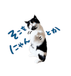 猫のハムスケ__Vo.2（個別スタンプ：21）