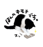 猫のハムスケ__Vo.2（個別スタンプ：22）