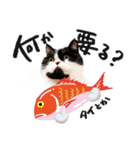猫のハムスケ__Vo.2（個別スタンプ：23）